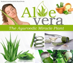 Aloe Vera: The Ayurvedic Miracle Plant