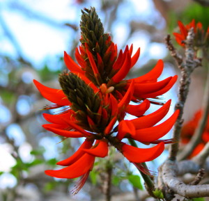 Erythrina-Indica