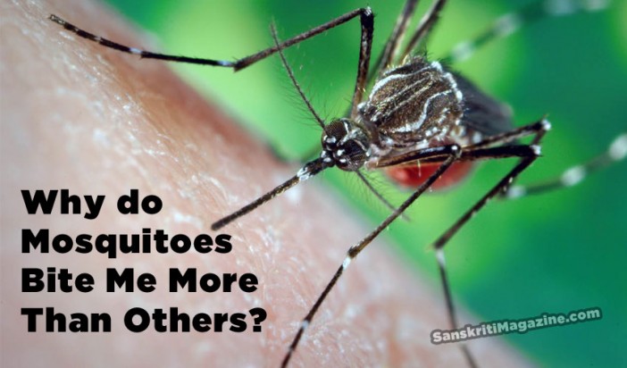 why-do-mosquitoes-bite-me-more-than-others-sanskriti-hinduism-and