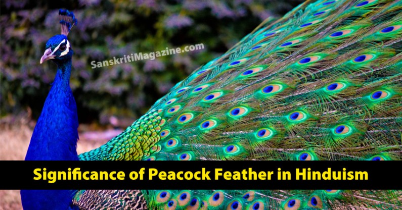 Significance of Peacock Feather in Hinduism | Sanskriti - Hinduism and ...