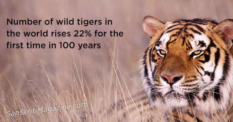 Number Of Wild Tigers In The World Rises 22% For The First Time In 100 ...